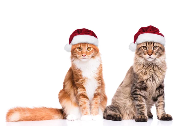 小猫在圣诞老人的帽子 — 图库照片