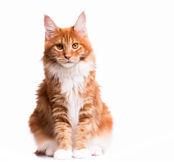 Maine Coon kitten — Stock Photo, Image