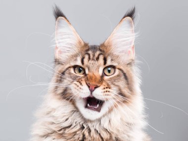 Maine Coon kedi portresi