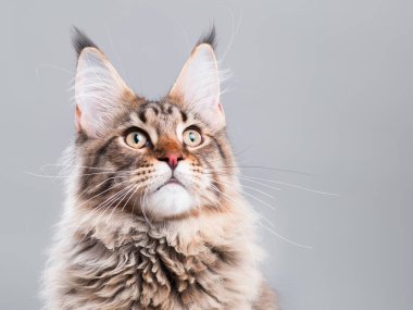 Maine Coon kedi portresi