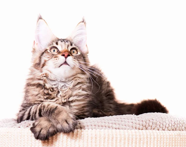 Maine gattino bozzolo — Foto Stock