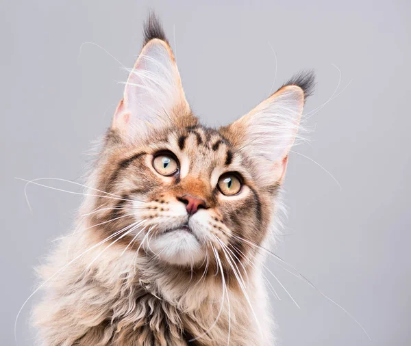 Maine Coon kedi portresi