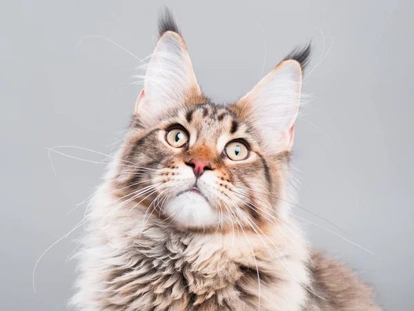 Retrato de Maine Coon gato —  Fotos de Stock