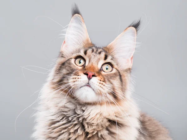 Portrait Of Maine Coon Cat Stock Photo By C Denisnata