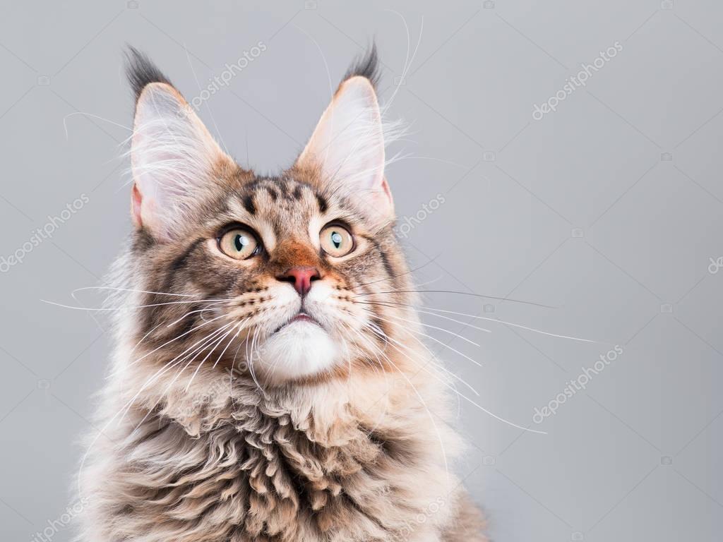 Maine Coon kedi portresi Stok fotoğrafçılık ©DenisNata Telifsiz