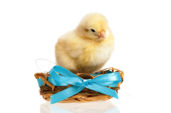 Newborn chicken in nest — Stock Photo, Image