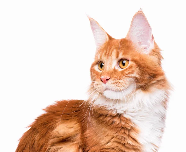 メインあらいくま猫の肖像画 — ストック写真