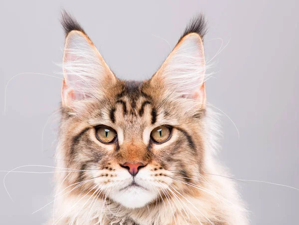 Retrato de Maine Coon gato — Foto de Stock