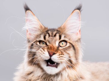 Maine Coon kedi portresi