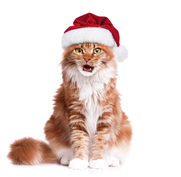 Kitten in Santa Claus hat — Stock Photo, Image