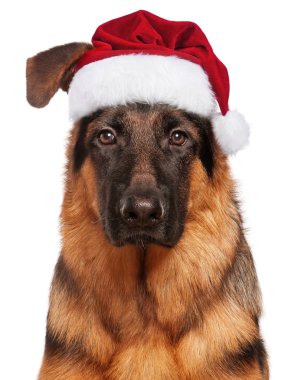 Noel Baba şapkalı köpek.