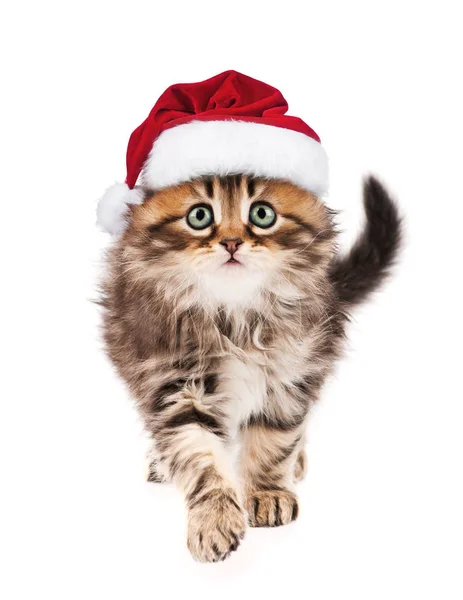 Kitten in Santa Claus hat — Stock Photo, Image