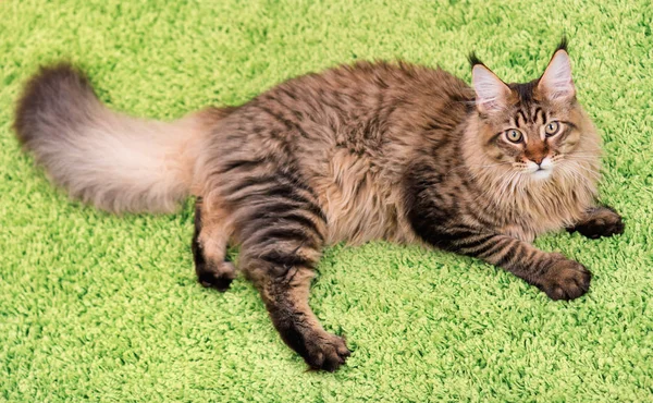 Maine coon gatito — Foto de Stock