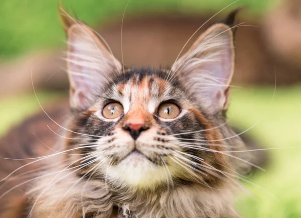 Maine coon gatinho — Fotografia de Stock