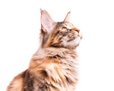 Maine Coon yavru kedi portresi