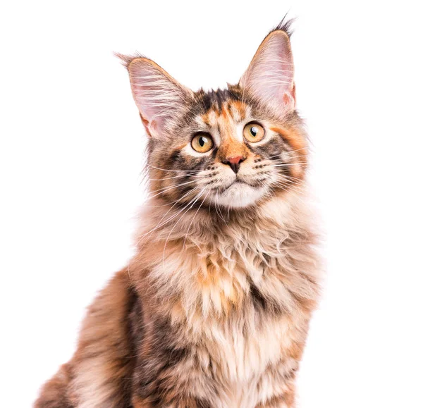 Portret kotka Maine Coon — Zdjęcie stockowe