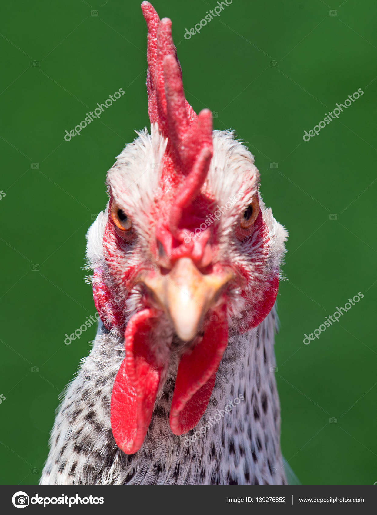 Head white hen on green — Stock Photo © DenisNata 139276852