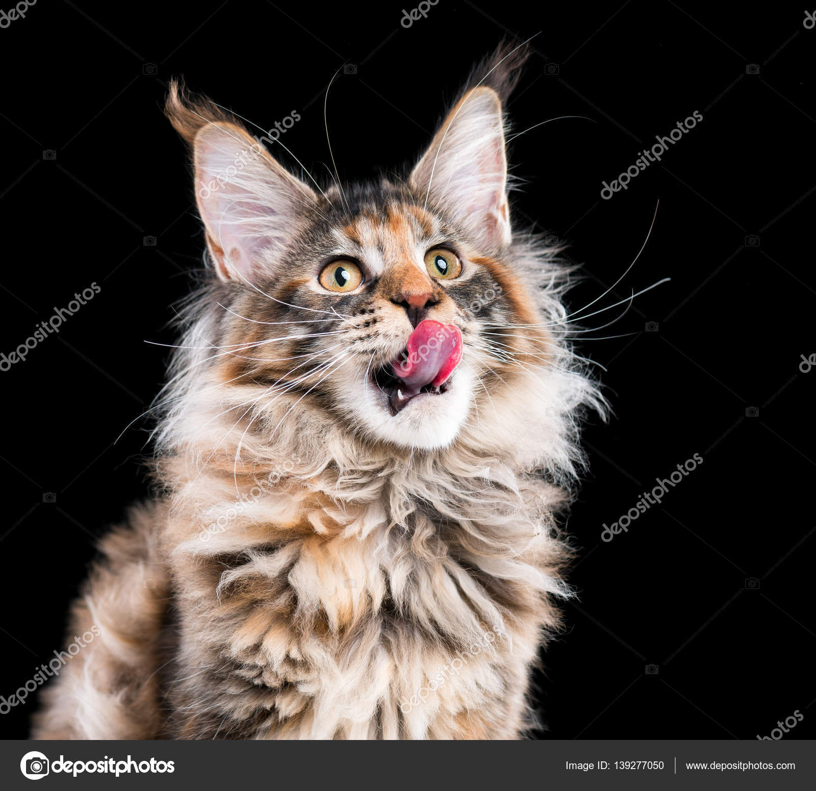 メインクーン子猫の肖像 ストック写真 C Denisnata メインクーン子猫の肖像 ストック写真 C Denisnata