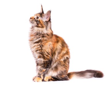 Maine Coon yavru kedi portresi