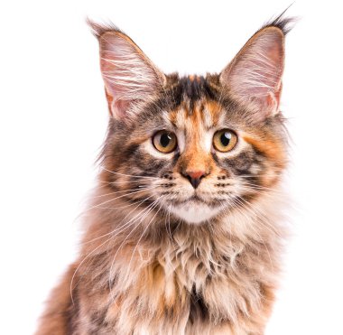 Maine Coon yavru kedi portresi