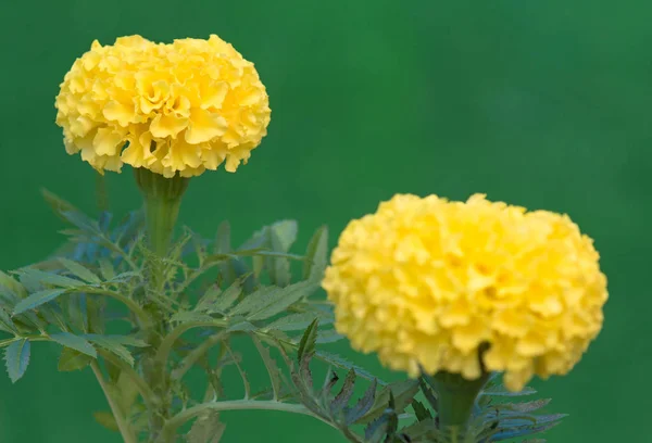 Calendula bitki Bahçe — Stok fotoğraf