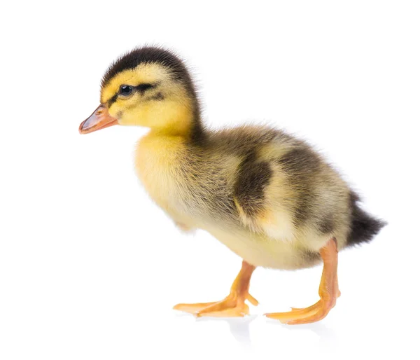 Schattige kleine eendje — Stockfoto