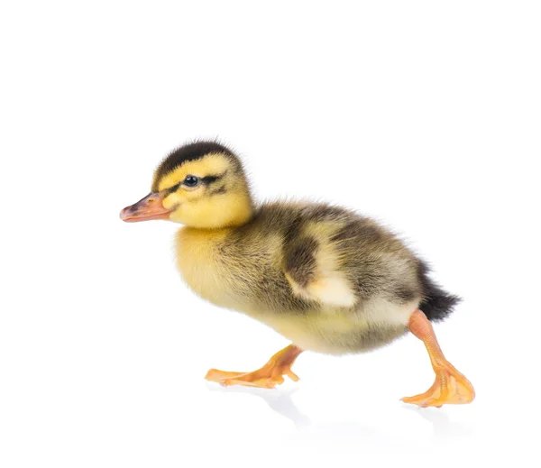 Schattige kleine eendje — Stockfoto