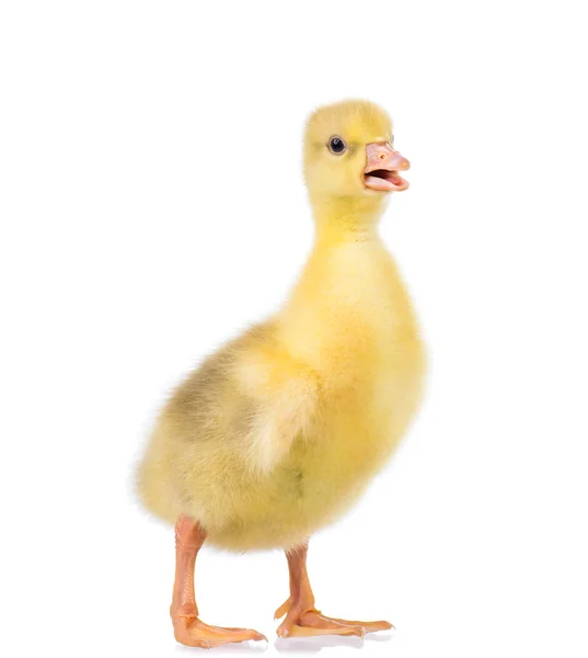 Schattige kleine gosling — Stockfoto