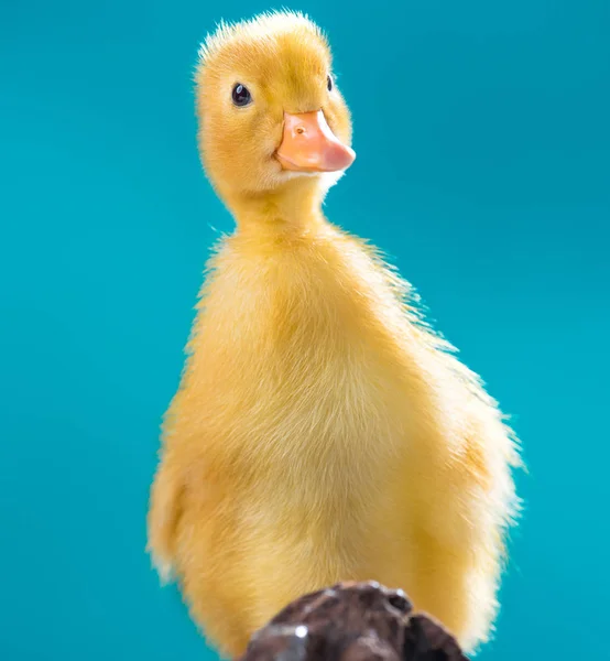 Carino piccolo gosling — Foto Stock