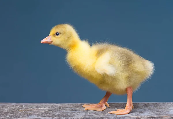 Cute little newborn gosling — Stock Photo, Image