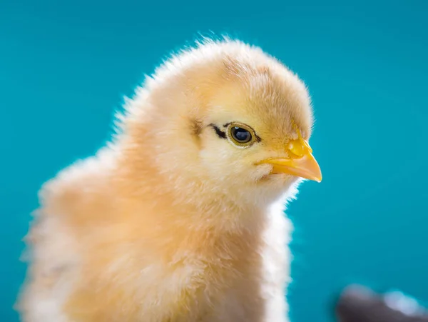 Cute kurczak noworodka — Zdjęcie stockowe