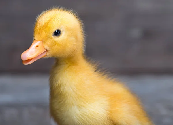 Cute newborn duckling — Stock Photo, Image