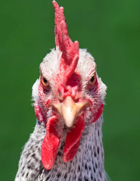 Head white hen on green — Stock Photo, Image