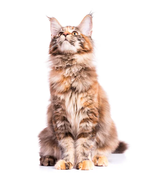 Maine Coon kitten — Stock Photo, Image