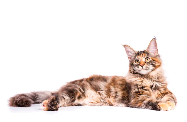 Maine Coon kitten — Stock Photo, Image