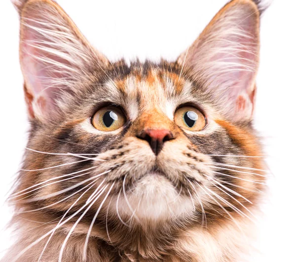 Retrato de Maine Coon gatinho — Fotografia de Stock