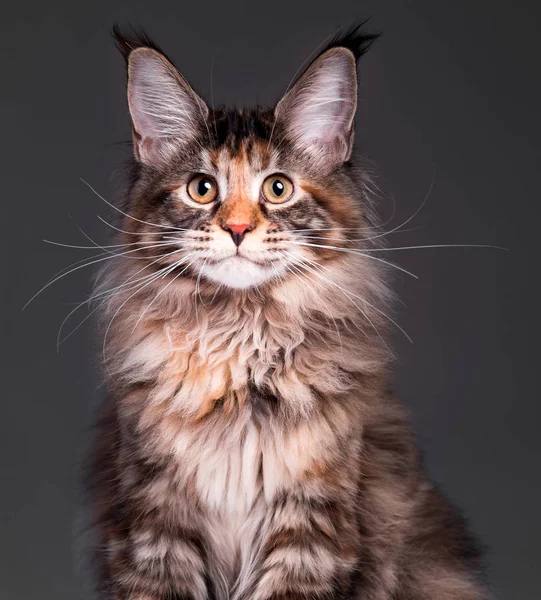 Retrato de Maine Coon gatito — Foto de Stock