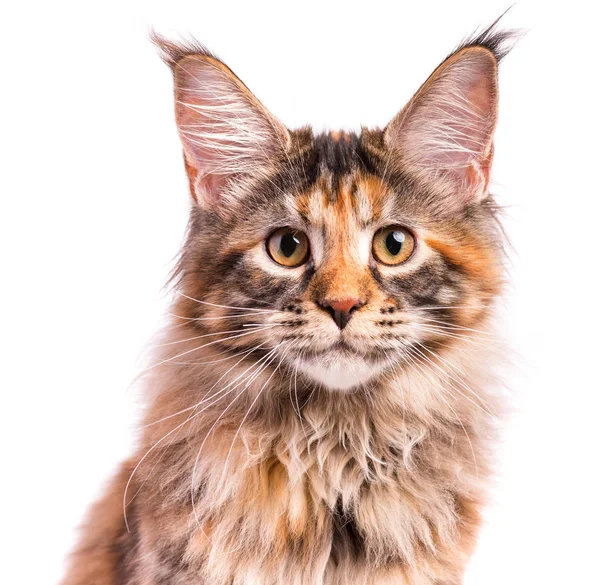 Porträtt av Maine Coon kattunge — Stockfoto