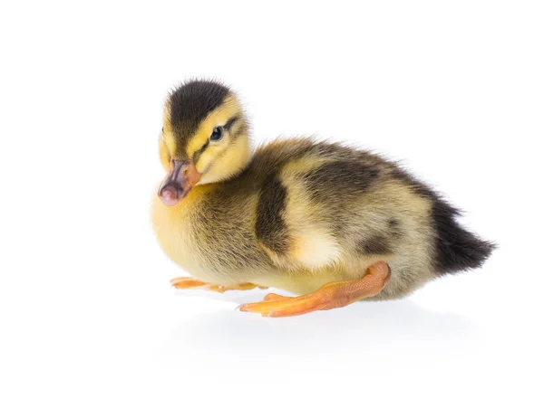 Schattige kleine eendje — Stockfoto