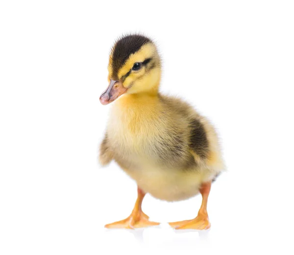 Lindo patito. — Foto de Stock