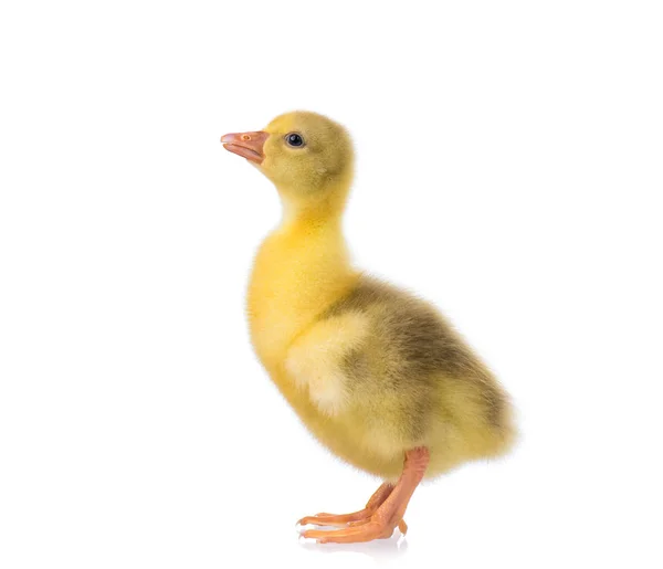 Lindo pequeño gosling —  Fotos de Stock
