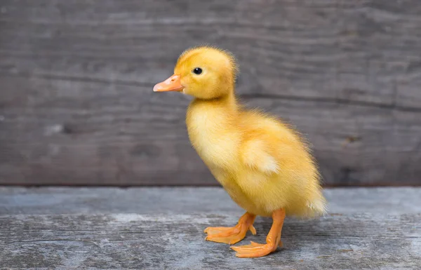 Cute newborn duckling — Stock Photo, Image