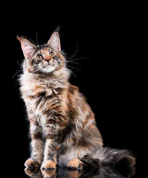 Retrato de Maine Coon gato —  Fotos de Stock