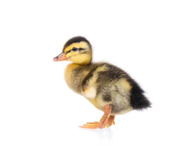 Sevimli küçük ördek yavrusu — Stok fotoğraf