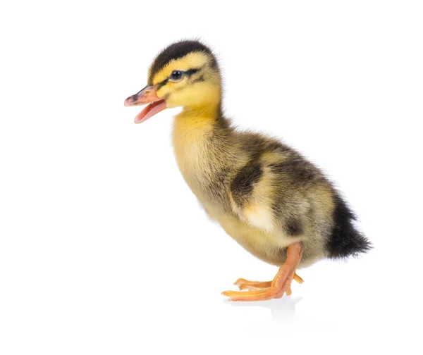 Schattige kleine eendje — Stockfoto