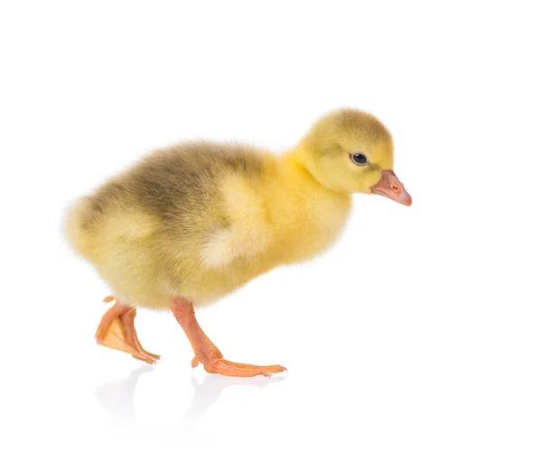 Söt liten gosling — Stockfoto
