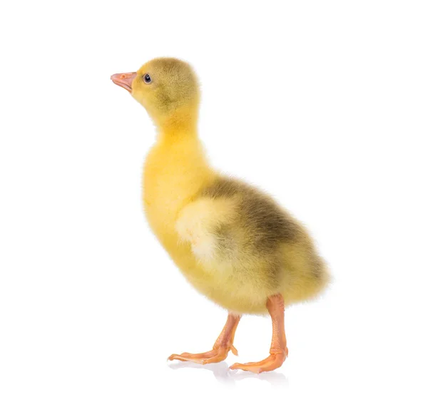 Söt liten gosling — Stockfoto