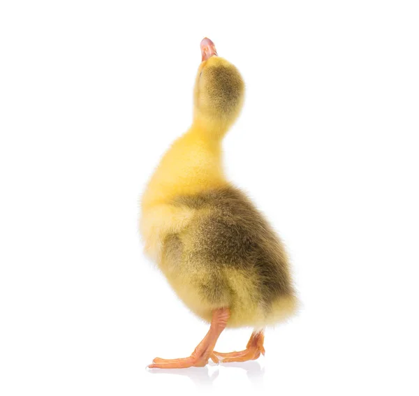 Schattige kleine gosling — Stockfoto