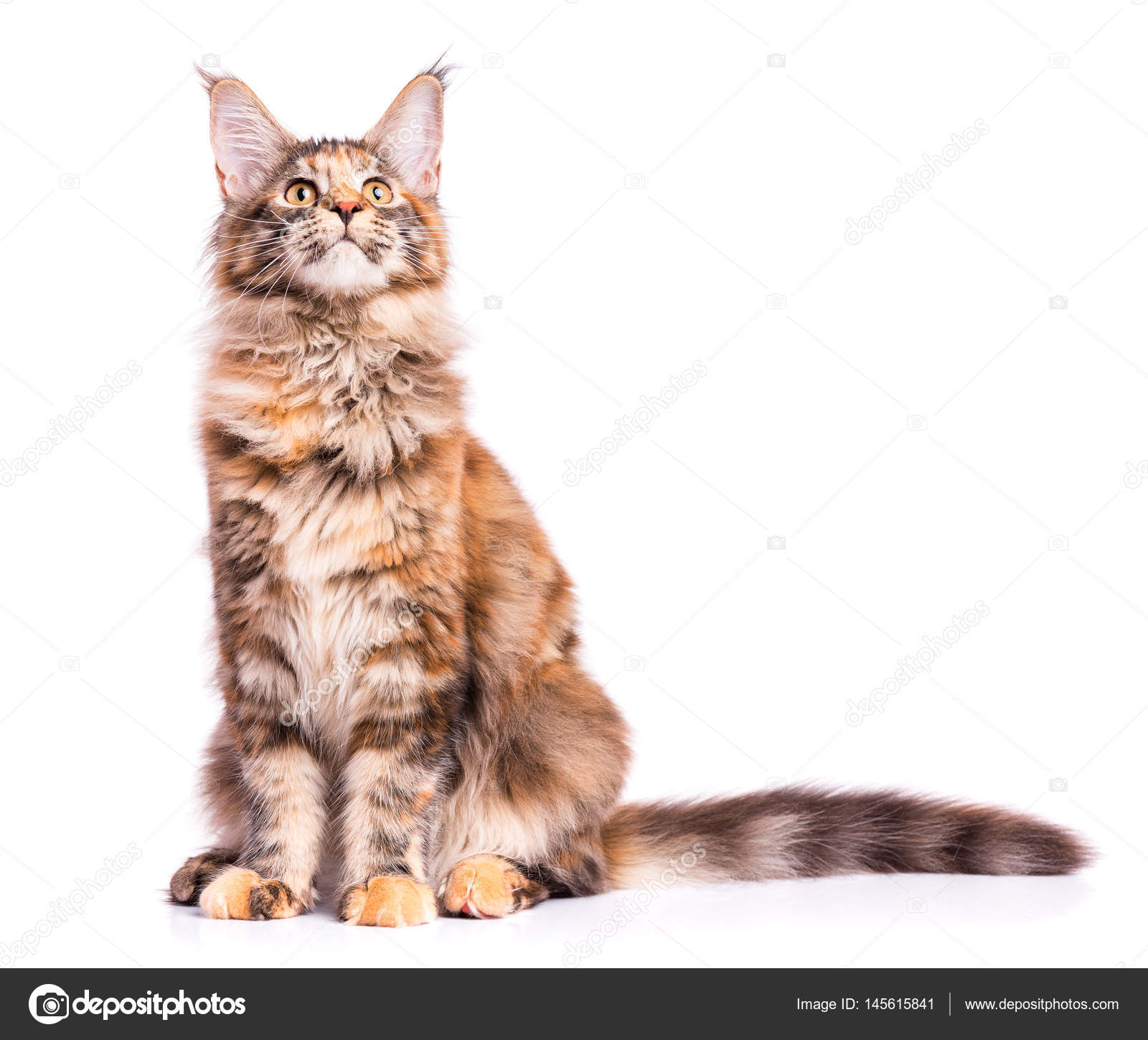 Maine Coon Kitten Stock Photo Denisnata 145615841