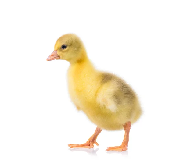 Schattige kleine gosling — Stockfoto